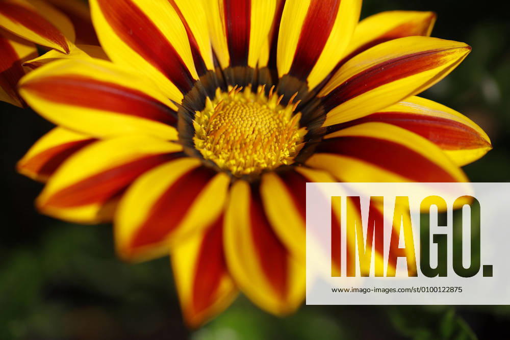 Gazania, also known as Noonday Gold, Ice Plant and Sunflower, is a plant genus in the subfamily of the Cichorioideae within the family of composite plants