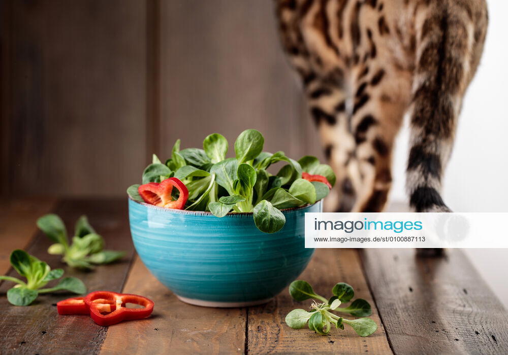 Katze,salat,desinteressiert