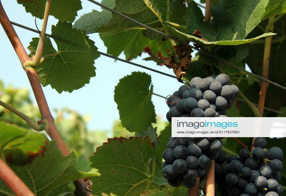 IMAGO Creative, Sommer, Weinfeste und Weinwanderungen Wine in Spe, 10.09.2005,