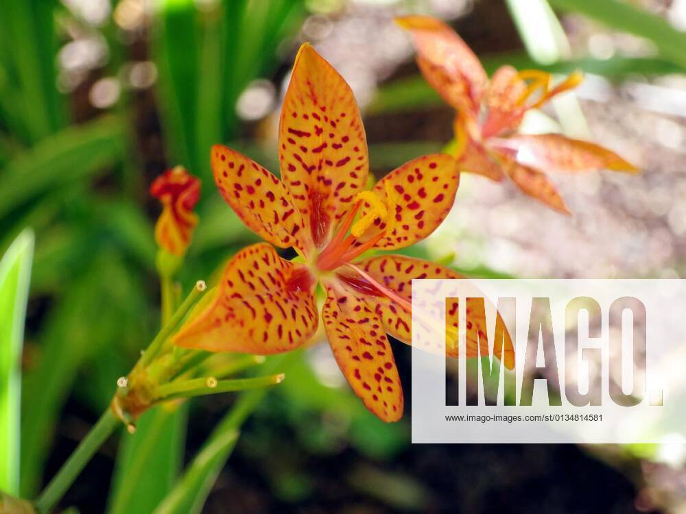 Leopard lily (Iris domestica,Syn. Belamcanda chinensis), 11.10.2020,