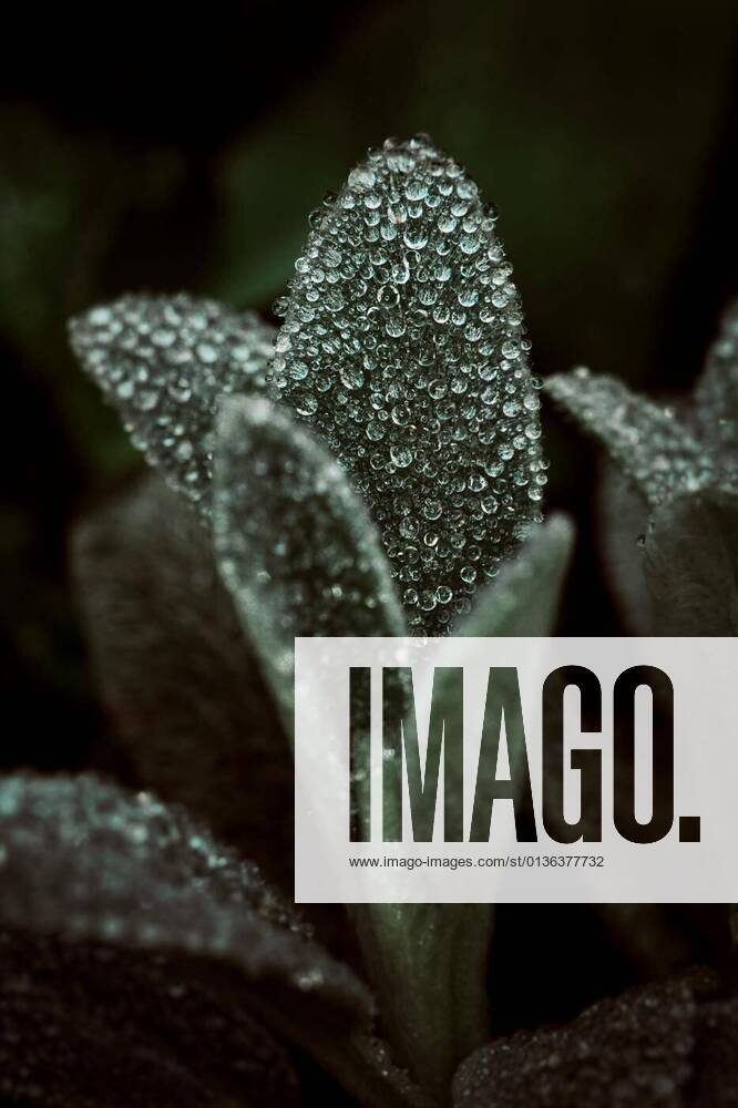 IMAGO Creative: Ende des Sommers Drops of dew on green leaves the background nature, 12.10.2020,