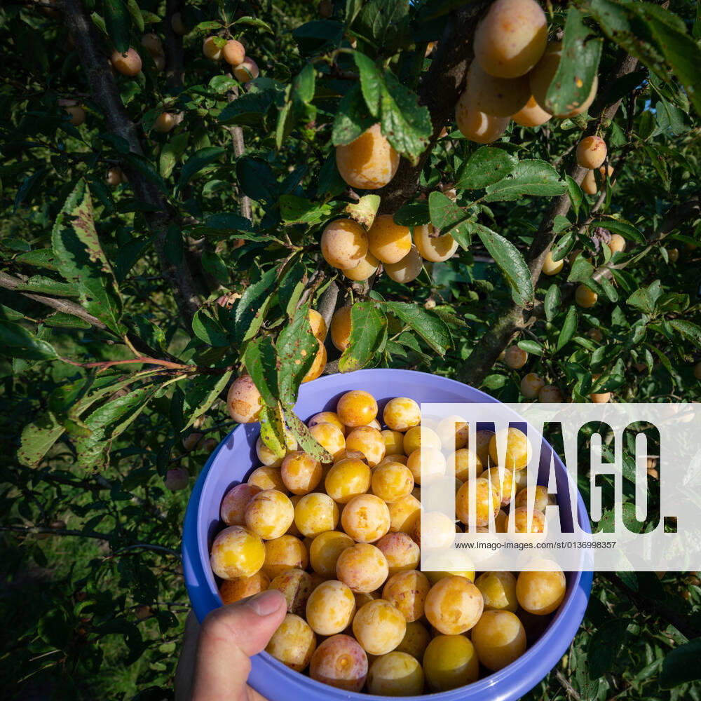 Mirabelle plum harvest Bowl with picked mirabelle plums in front of a mirabelle plum tree The yellow mirabelle plums, also known as yellow plums, are a subspecies of the plum The fruits, which are somewhat larger than cherries, are well suited to the use of mirabelle plum jam and compote, but are