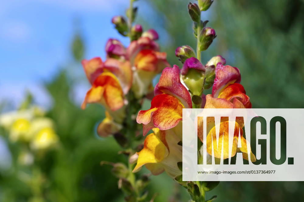 Snapdragon,snapdragons ir4-ngb