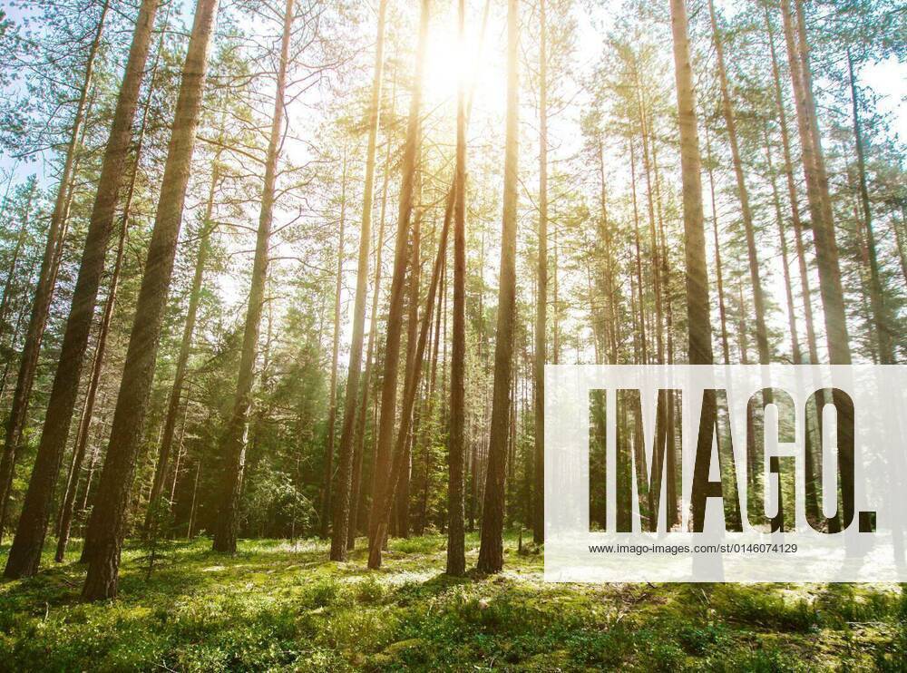 IMAGO Creative: Ende des Sommers Forest. Wild plants and trees, 21.09.2021,