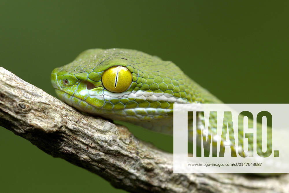 Grossaugen-Bambusotter, Grossaugenbambusotter (Trimeresurus macrops, Cryptelytrops macrops), Portraet, Thailand, Khao Yai Nationalpark Kramer s Pit Viper, Large-eyed pitviper, Dark Green Pit Vipe (Trimeresurus macrops, Cryptelytrops macrops), portrait, Thailand, Khao Yai National Park BLWS659884