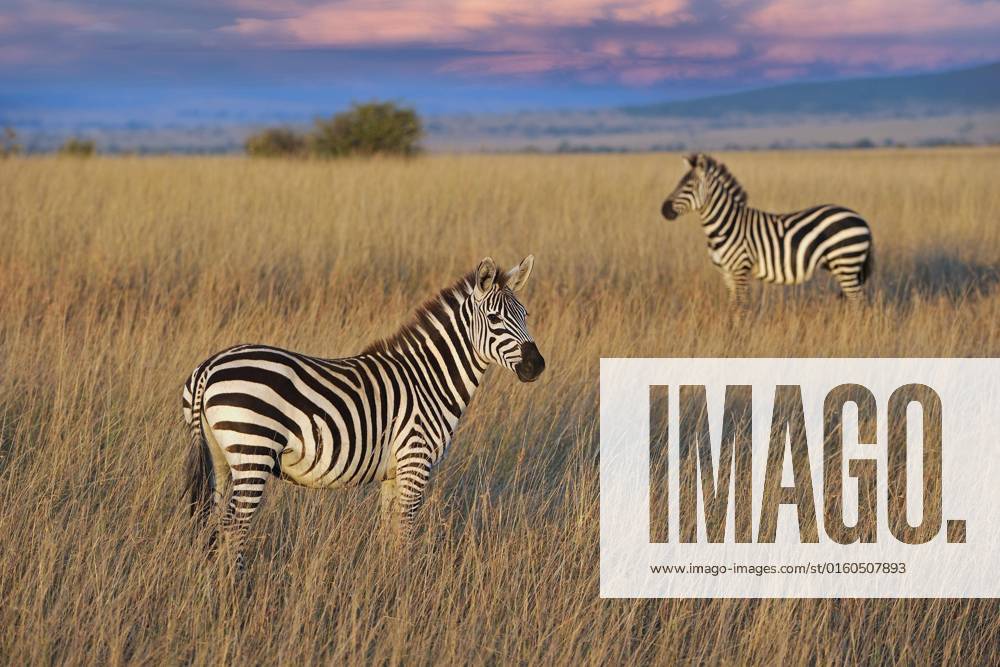 Plains zebra Equus quagga boehmi , at evening light, Masai mara, national park, Kenya, East Africa, Africa