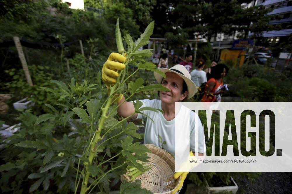 IMAGO Creative: Ende des Sommers urban garden in salvador, salvador, bahia / brazil - may 5, 2019: person is seen harvesting okra in an urban garden in the Pituba neighborhood in the city of Salvador..., salvador, bahia / brazil - may 5, 2019: person is seen harvesting okra in an urban garden in the Pituba neighborhood in the city of Salvador..., 25.06.2020,