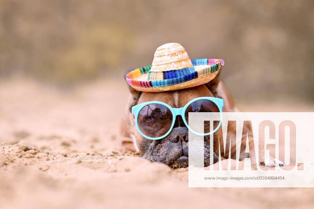 French Bulldog with Sunglasses and Straw hat on sandy beach