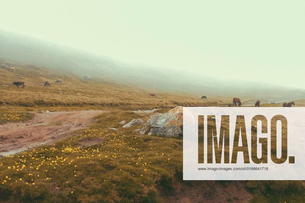 IMAGO Creative: Ende des Sommers Panorama road after rains in Mountain Foggy Carpathian Mountains peaks on a foggy autumn morning with agriculture cows in field. Bucegi Mountains, Romania Europe, Panorama road after rains in Mountain Foggy Carpathian Mountains peaks on a foggy autumn morning with agriculture cows in field. Bucegi Mountains, Romania Europe, Panorama road after rains in Mountain Foggy Carpathian Mountains peaks on a foggy autumn morning with agriculture cows in field. Bucegi Mountains, Romania Europe, 14.03.2021,