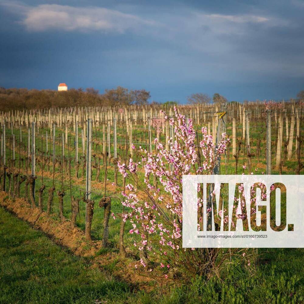 IMAGO Creative: Ende des Sommers Apricot tree blooming in the vineyards of Burgenland, Apricot tree blooming in the vineyards of Burgenland, 10.04.2021,