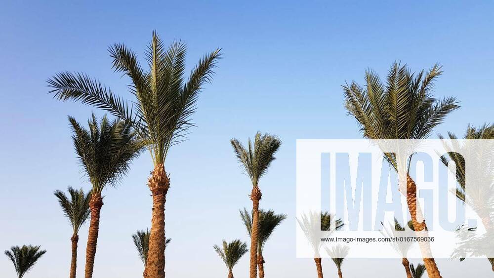 IMAGO Creative: Ende des Sommers Silhouettes of palm trees against the sky during sunset. Coconut trees, tropical tree of Egypt, summer tree. a family of monocotyledonous, woody plants with unbranched trunks., Silhouettes of palm trees against the sky during sunset. Coconut trees, tropical tree of Egypt, summer tree. a family of monocotyledonous, woody plants with unbranched trunks, Silhouettes of palm trees against the sky during sunset. Coconut trees, tropical tree of Egypt, summer tree. a family of monocotyledonous, woody plants with unbranched trunks, 08.11.2021,
