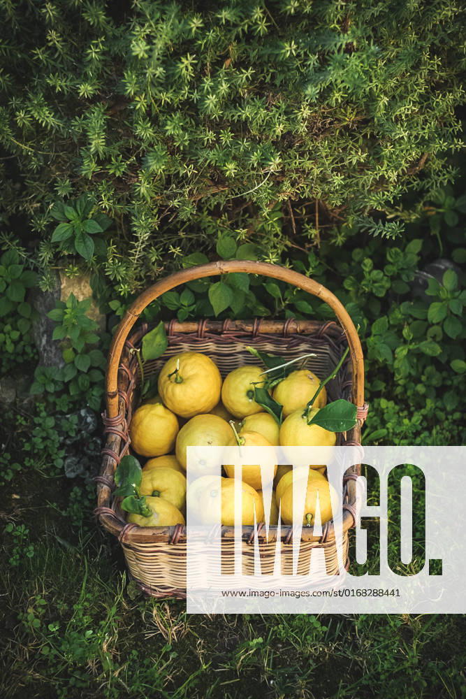 Freshly picked lemons in a basket A lemon basket