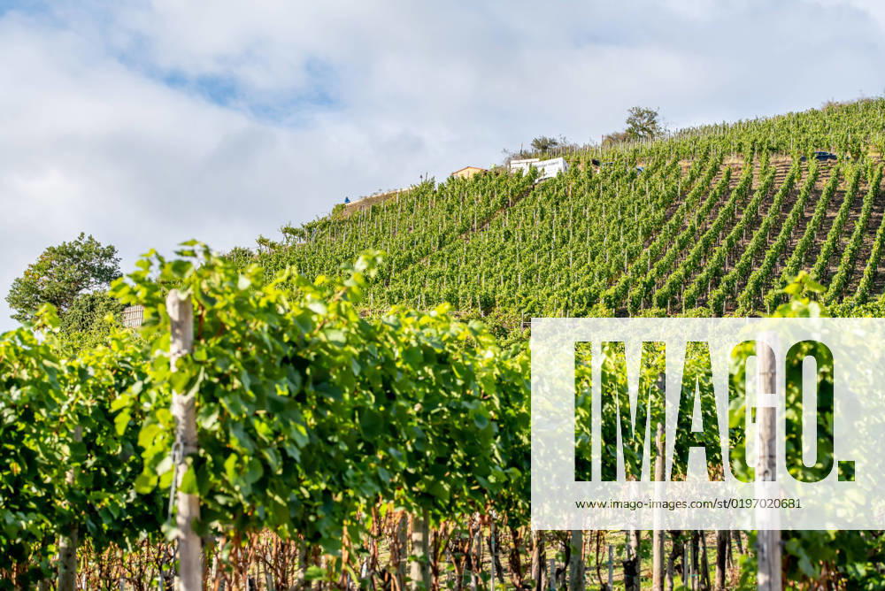 IMAGO Creative, Sommer, Weinfeste und Weinwanderungen Weinanbaugebiet Weinanbau region Dernau im Ahr-Tal