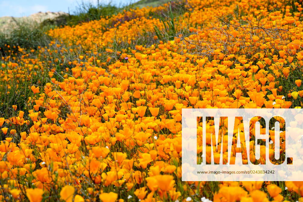 California Golden Poppy and Goldfields blooming in Walker Canyon, Lake Elsinore, CA. USA. California Golden Poppy and Goldfields blooming in Walker Canyon, Lake Elsinore, CA. USA. Bright orange poppy flowers during California desert super bloom spring season.