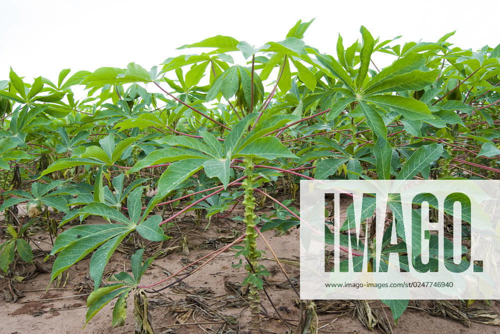 IMAGO Creative, Food, Tapioka Manioc plantation on parana state, southern brazil. Typical brazilian food.