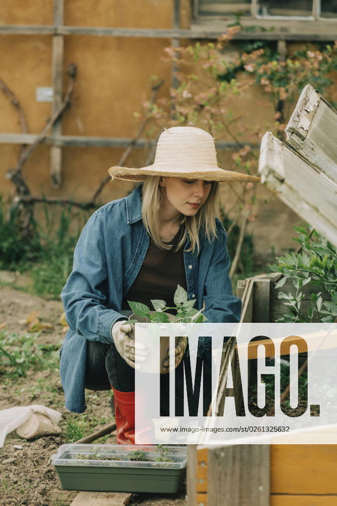 Woman planting vegetable seedling in cold frame at garden model released, Symbolfoto property released, VSNF00884