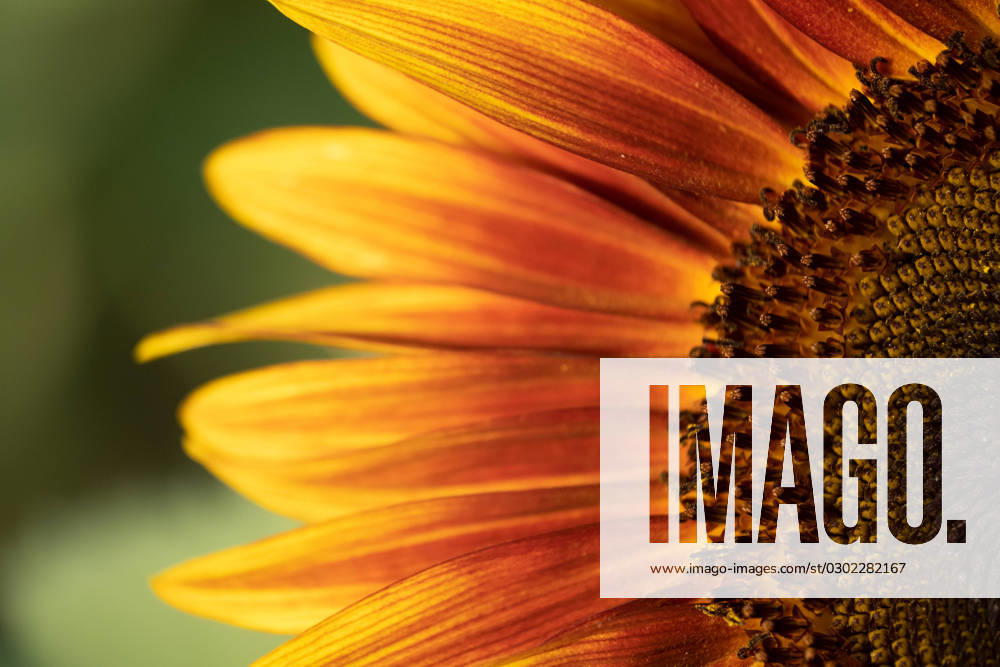 Detail of yellow, orange, and red sunflower in field. United States, Virginia, Nokesville R_YWPB230731-1222888-01