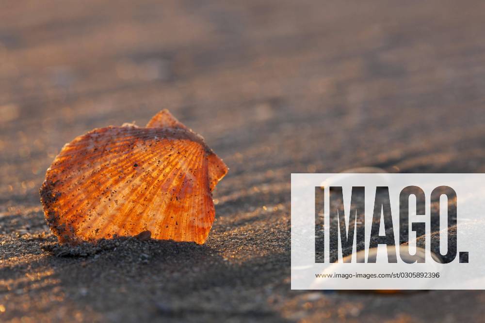 Small Pilgrim mussel Aequipecten opercularis on Beach to the North Sea coast