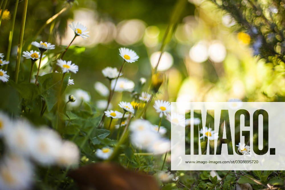 Close up shot of Flowers daisy spring bokeh. Selective focus shot Flowers daisy spring bokeh