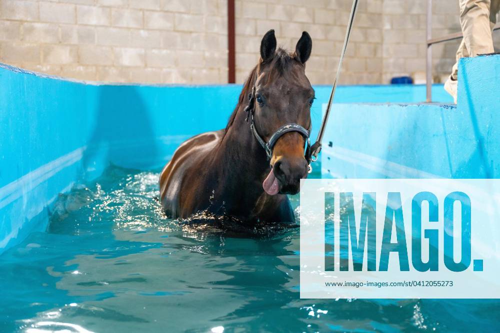 Horse during a Hydrotherapy at a Water treadmill in a Swimming pool