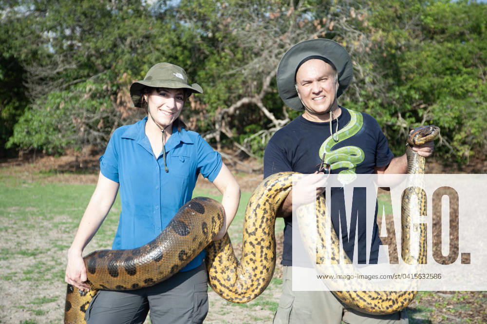 VIDEO: World s largest snake discovered in Amazon Rainforest and is 26ft long and weighs 440lbs Story from Jam Press (Biggest Snake) Pictured: Professor Jesus Rivas and his wife. VIDEO: World s largest snake discovered in Amazon Rainforest and is 26ft long and weighs 440lbs The worlds largest snake has been discovered in the Amazon Rainforest and is 26ft long and weighs 440 lbs. The Northern Green Anaconda is as thick as a car tyre with a head the size of a humans. It was found by TV wildlife presenter Professor Freek Vonk in remote Brazil. The colossal snake is bigger than the previous biggest known species - the reticulated python. They average 20ft 5ins long. Before now, only one species of Green Anaconda also called t