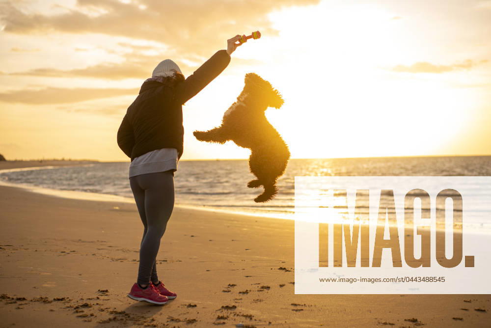 MR_ID20265_16720_AnaLopezBernal.jpg Woman playing with a joyful dog on a sandy beach during a golden sunset Model Released FranAlfonseca_ID20265_599278_003
