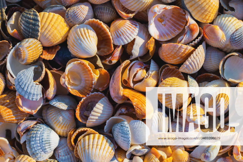 Shell Coast. Close-up of small seashells on the seashore. Sea background with sunset light Shell Coast. Close-up of small seashells on the seashore. Sea background with sunset light.