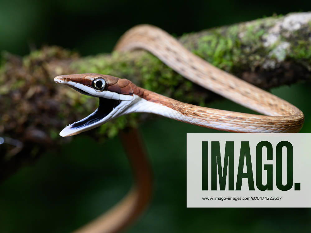 Brown Vine Snake, Costa Rica, Central America