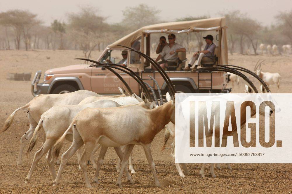 Jeep Safari zwischen Säbelantilopen im Tierreservat Sir Bani Yas bei Abu Dhabi, Vereinigte Arabische Emirate