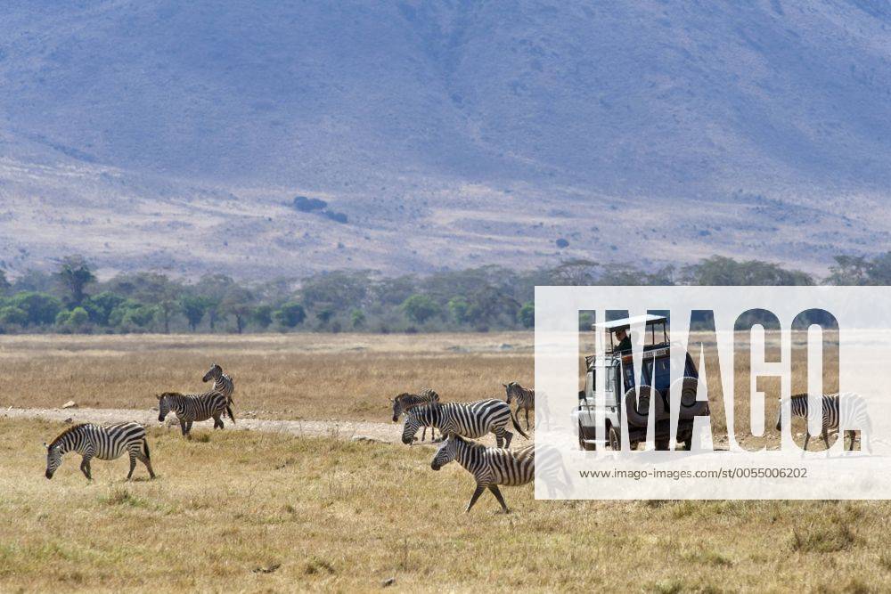 Touristen beobachten Zebras (Equus burchelli), von ihrem Fahrzeug, Ngorongoro Krater, Serengeti-Nationalpark, UNESCO Weltnaturerbe, Tansania, Afrika ibluli01857234