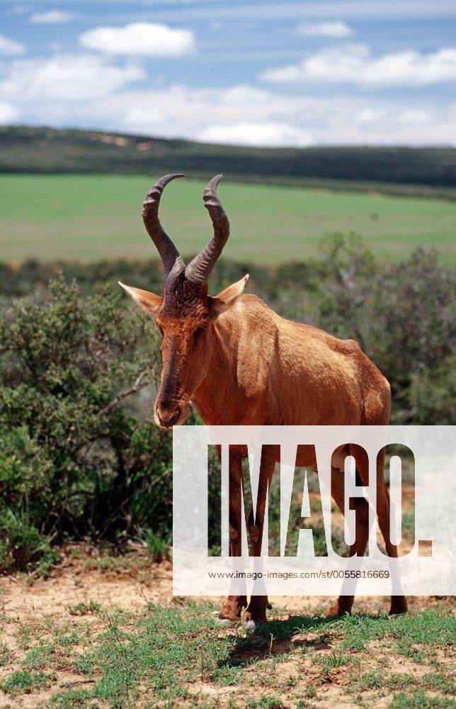 Kuhantilope, Alcelaphus buselaphus, Südafrika, Suedafrika, Krueger, Nationalpark, Krüger Red hartebeest, Alcelaphus buselaphus, South Africa, Kruger National Park Highlight !DATUM GESCHÄTZT!