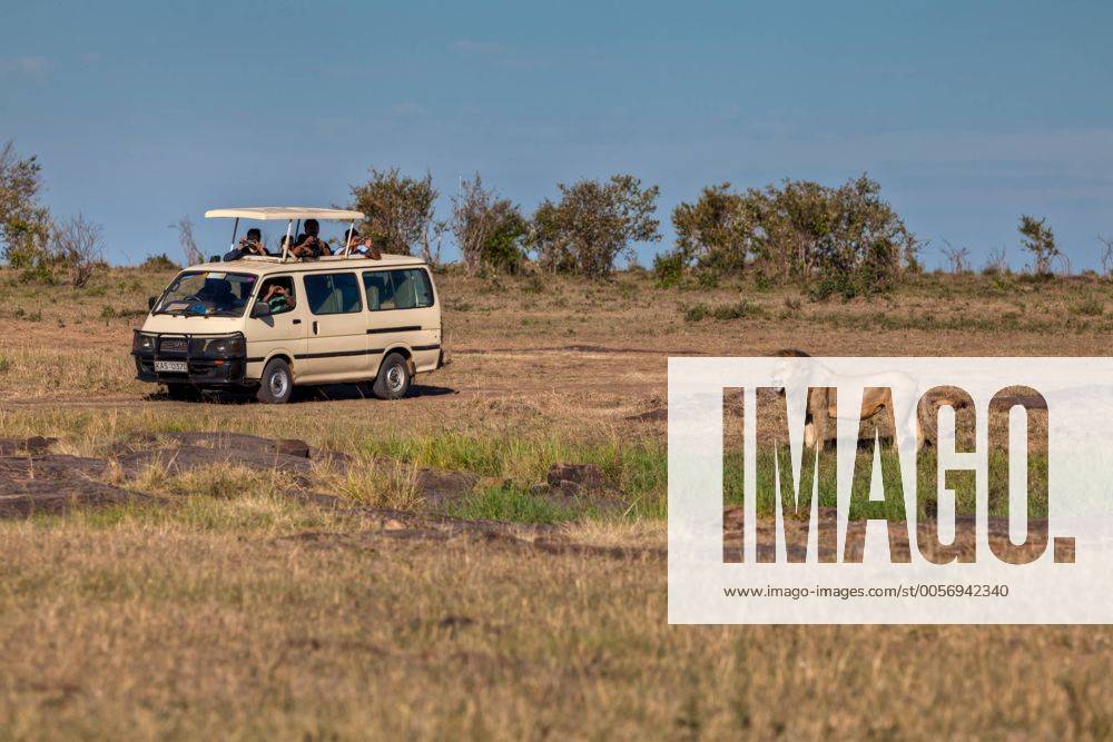 Löwe (Panthera leo) vor einem Geländewagen, Masai Mara Naturschutzgebiet, Kenia, Ostafrika, Afrika, ÖffentlicherGrund ibxmox02139307