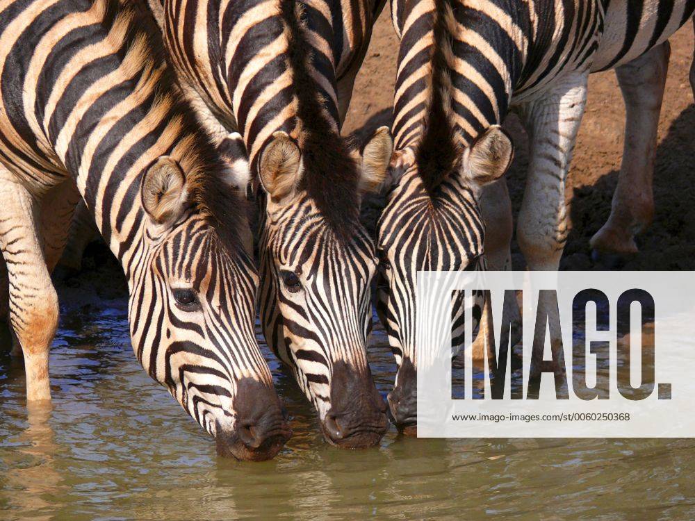 Drei Burchells Zebras trinken Kopf an Kopf am Wasserloch, Potraits, Nahaufnahme, Mkuze Game Reserve, Südafrika - McPNBT