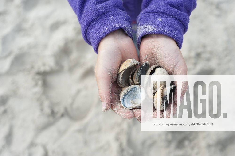 Denmark, Jutland, Vejers, hands with mussels model released JBF000091