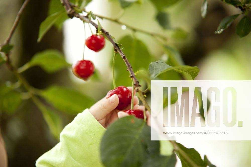 Little girl s hand picking cherry from a tree model released Symbolfoto property released MFRF000309