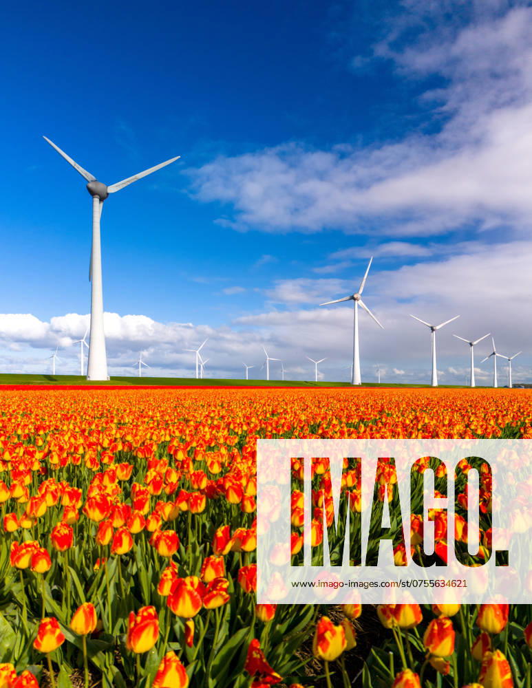 Colorful Tulip Fields Under Windy Skies in Dutch Windmill Park Vibrant tulip fields bloom in the foreground as wind turbines gracefully turn, capturing the essence of the Netherlands. windmill park Westermeerdijk in the Netherlands