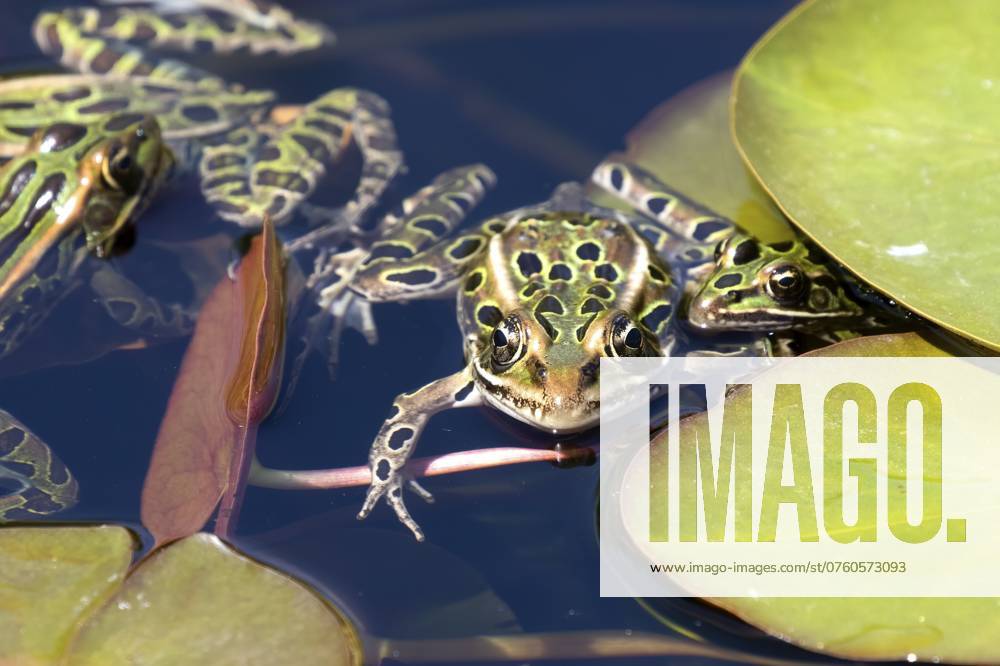 Der Nördliche Leopardfrosch ist die Staatsamphibie von Minnesota und Vermont The northern leopard frog is the state amphibian of Minnesota and Vermont