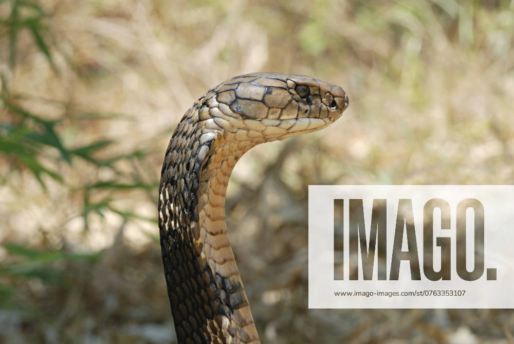 King Cobra (Ophiophagus hannah) is the world s longest venomous snake, growing to a length of 18.5 ft. The venom of the King Cobra is primarily neurotoxic, and the snake is fully capable of killing a human with a single bite, now found only in a few poc King Cobra (Ophiophagus hannah) is the world s longest venomous snake, growing to a length of 18.5 ft. The venom of the King Cobra is primarily neurotoxic, and the snake is fully capable of killing a human with a single bite, now found only in a few poc