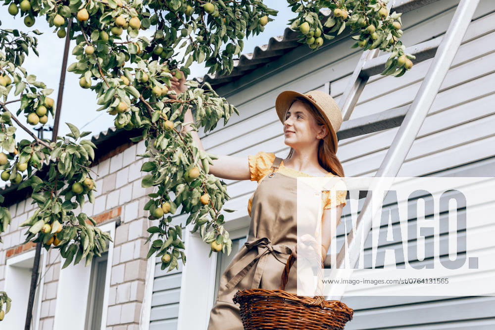 Smiling girl holding basket and picking pear fruit from tree in back yard model released, Symbolfoto property released, ADF00475