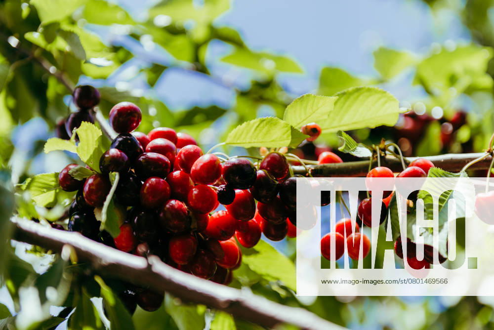 IMAGO Creative, Jahreszeit Sommer, Kirschen A bundle of ripe cherris on a tree Vienna, Vienna, Austria R_PVWL250210E-1645765-01