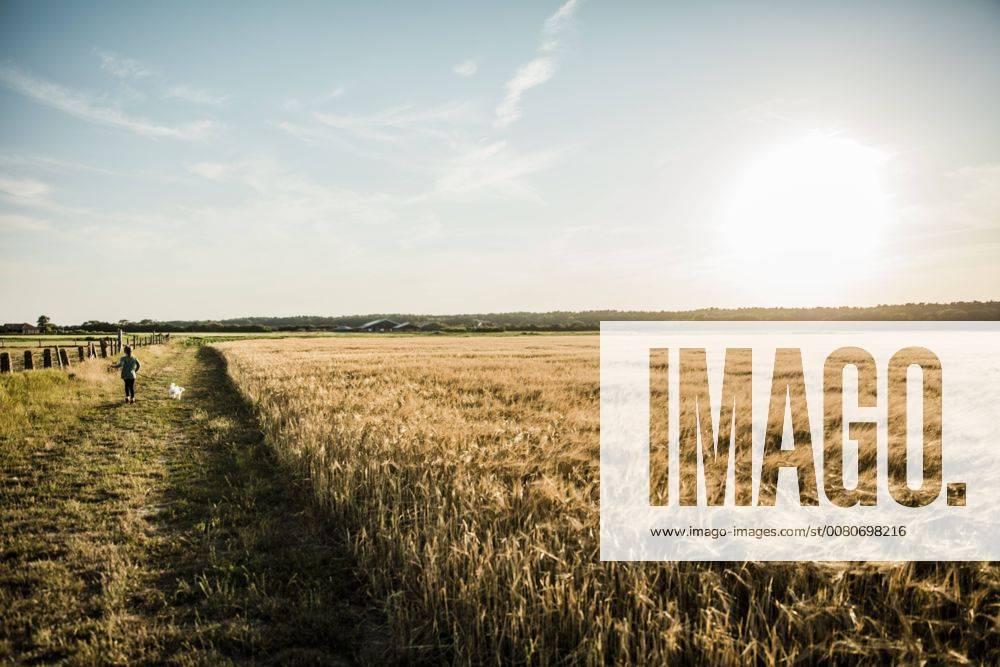 IMAGO Creative: Sommer, Abendspaziergang Girl walking with dog at grain field model released Symbolfoto property released MOEF00091