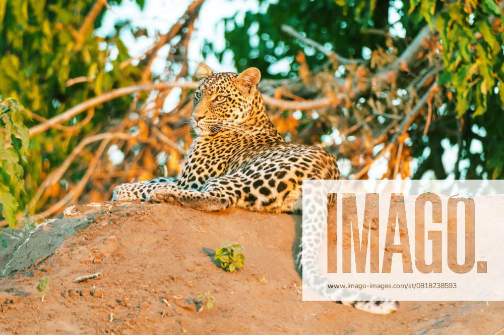Leopard, Panther, Panter (Panthera pardus), liegt abends auf einem Erdhuegel und beobachtet die Umgebung, Rueckansicht, Botswana, Mashatu Game Reserve leopard (Panthera pardus), lies on a mound in the evening and observing the surroundings, rear view, Botswana, Mashatu Game Reserve BLWS728245