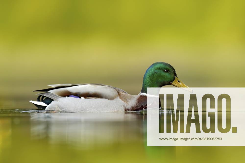Stockente (Anas platyrhynchos) Männchen, Deutschland, Europa Water bird Mallard, Anas platyrhynchos, with reflection in the water. Bird in the green river, Germany. Wildlife scene from nature