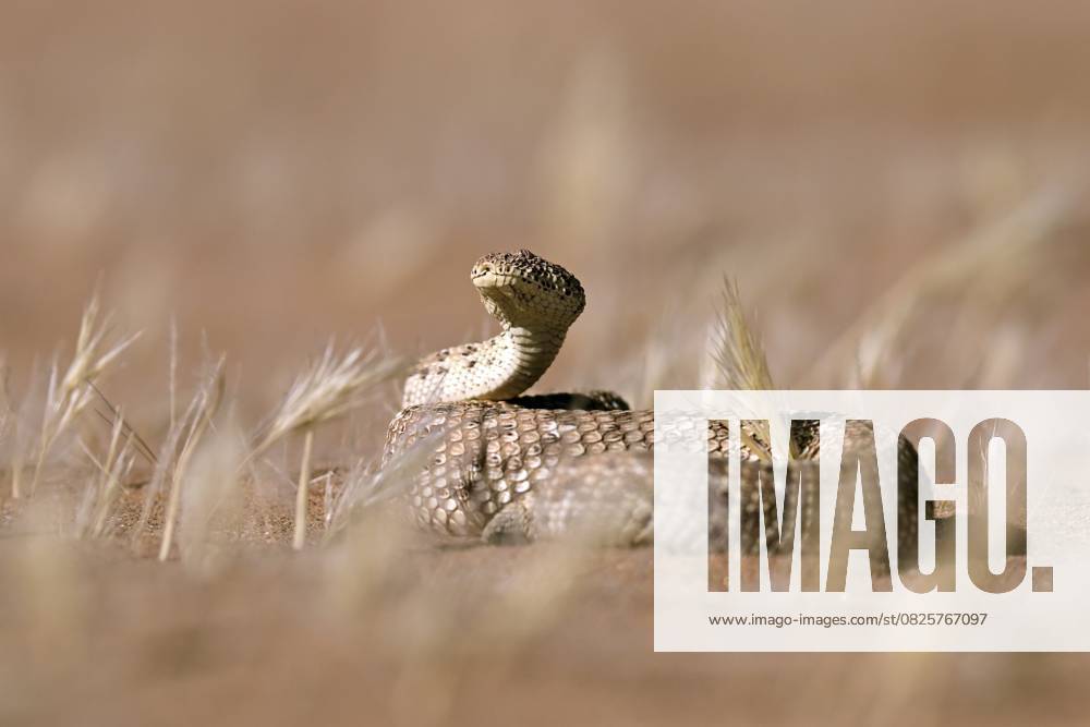 Zwergpuffotter (Bitis peringueyi), Namib-Wüste, Namibia, Afrika Pygmy puff adder (Bitis peringueyi), Namib Desert, Namibia, Africa