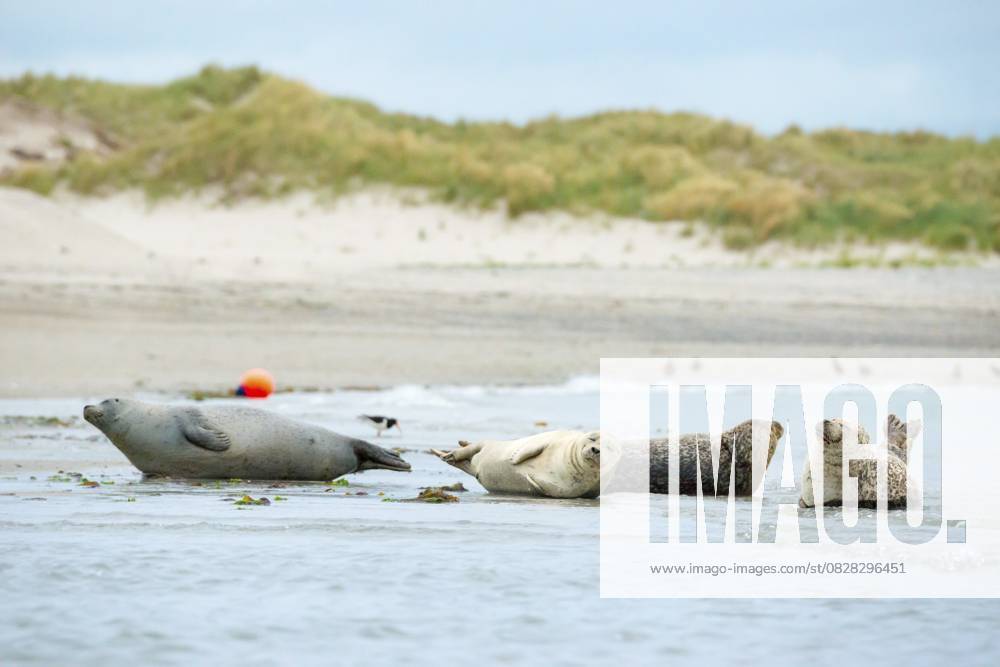 Mehrere Seehunde (Phoca vitulina), Robben, Gruppe, ruhen bei Ebbe am Rand des Wassers, Ufer, Spülsaum, breiter Sandstrand, kleine Wellen spülen an den menschenleeren, hellen Strand, ruhiges Meer am Abend, im Hintergrund eine Boje und Weißdünen, Sanddünen mit Bewuchs, wenig Brandung, bedeckter Himmel, niemand, maritime Landschaft, Gelassenheit, Entspannung, Lächeln, Blick, Insel Düne, Helgoland, Schleswig-Holstein, Nordsee, Deutschland Several harbour seals (Phoca vitulina), seals, group, resting at low tide at the edge of the water, shore, sandy shore, wide sandy beach, small waves wash on the deserted, bright beach, calm sea in the evening, in the background a buoy and white dunes, sand dunes with vegetation, little surf, overcast sky,