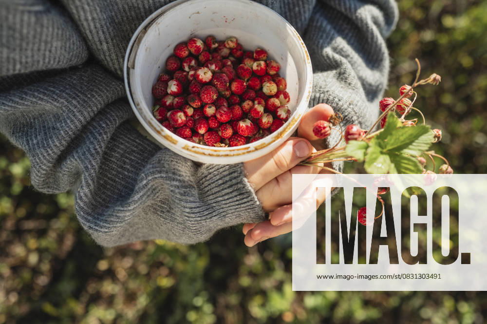 Child holding bowl of wild strawberries in forest wearing sweater model released, Symbolfoto, ANAF04905