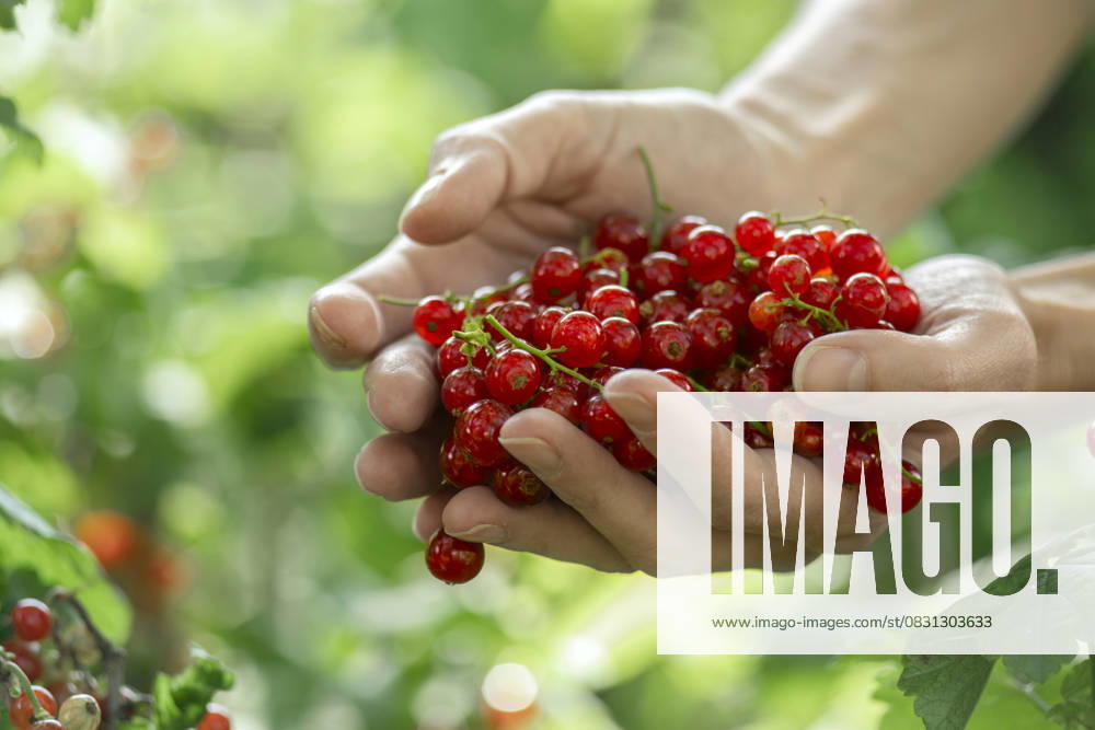 Hand holding fresh red currant berries outdoors in a lush garden model released, Symbolfoto, MBLF01000