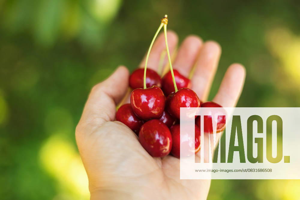 Shiny, red cherries being held in hand with vibrant background Canada, Ontario, Ripley R_PKZL250825D1-1810986-01 ,model released, Symbolfoto