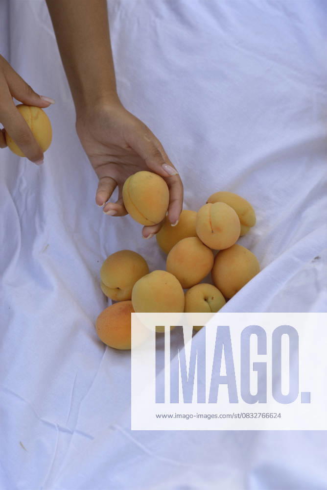 Picking apricots. Apricots lie on a white blanket Picking apricots. Apricots lie on a white blanket, female hands hold an apricot. Close-up. top view, model released, , 95107878.jpg RECORD DATE NOT STATED