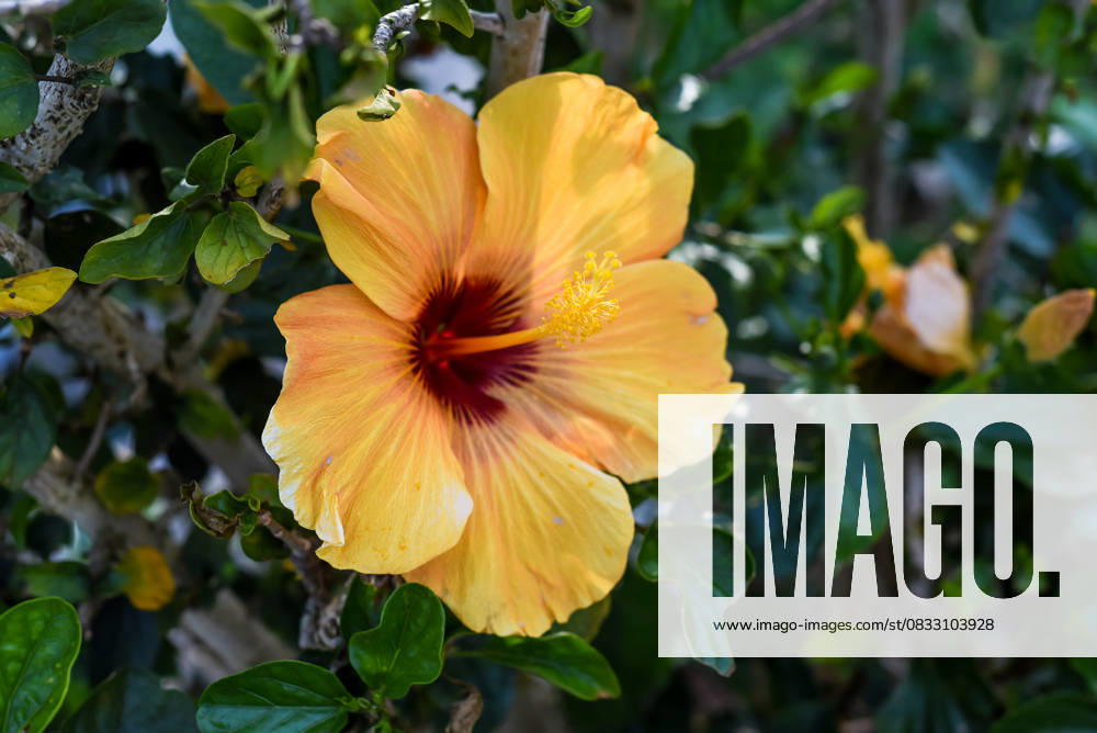 Hibiscus rosa-sinensis, known colloquially as Chinese hibiscus, China rose Hibiscus rosa-sinensis, known colloquially as Chinese hibiscus, China rose, 64713972.jpg RECORD DATE NOT STATED